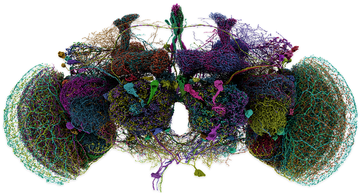 Fly brain